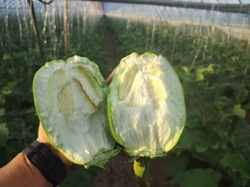 扶沟青茄大量上货