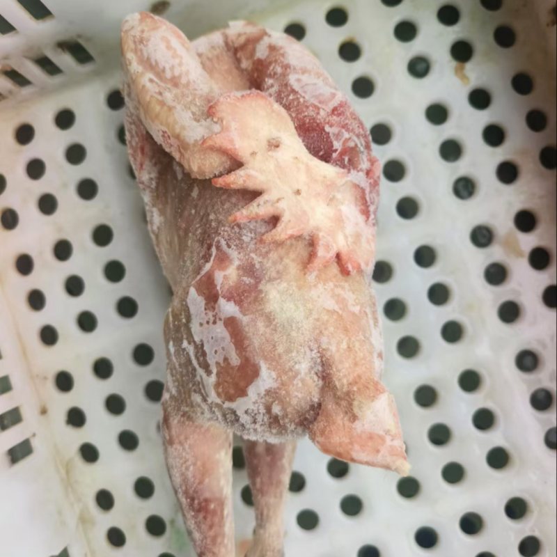 散养6个月土鸡