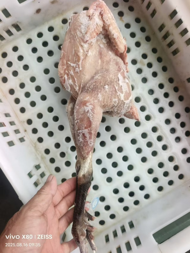 散养6个月土鸡