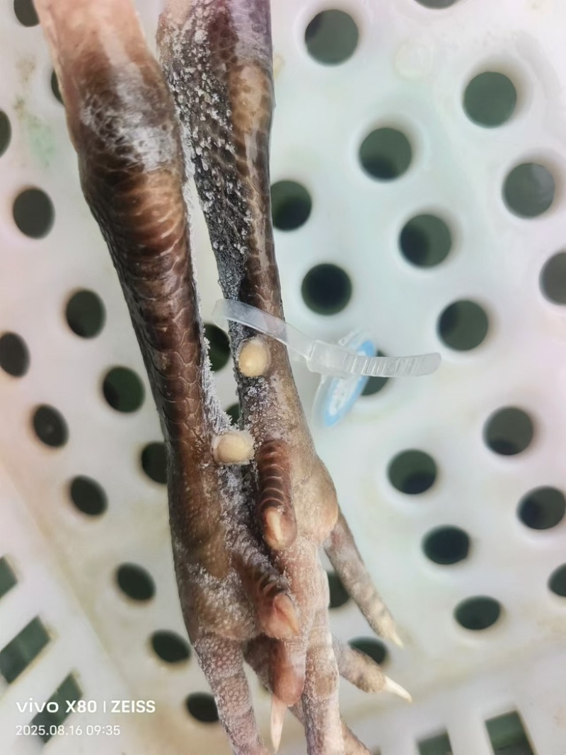 散养6个月土鸡