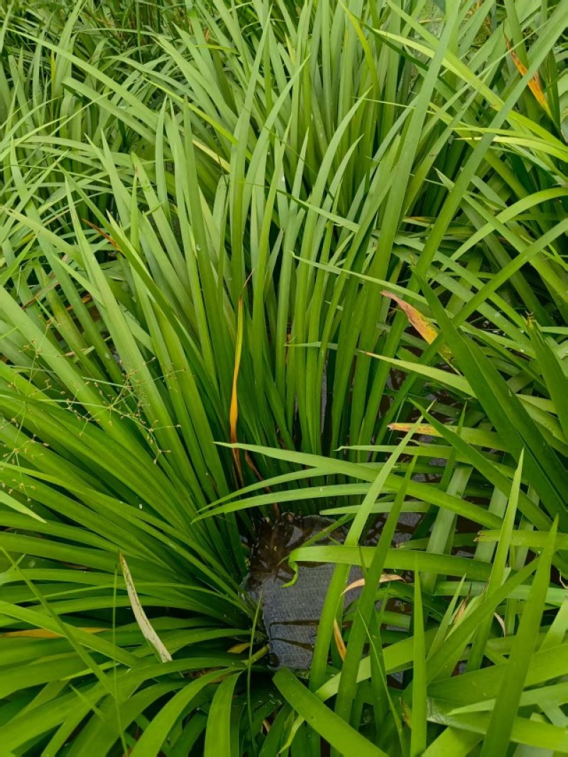 红心石菖蒲苗