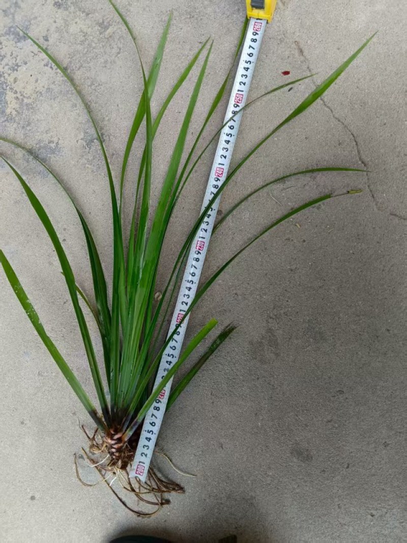红心石菖蒲苗