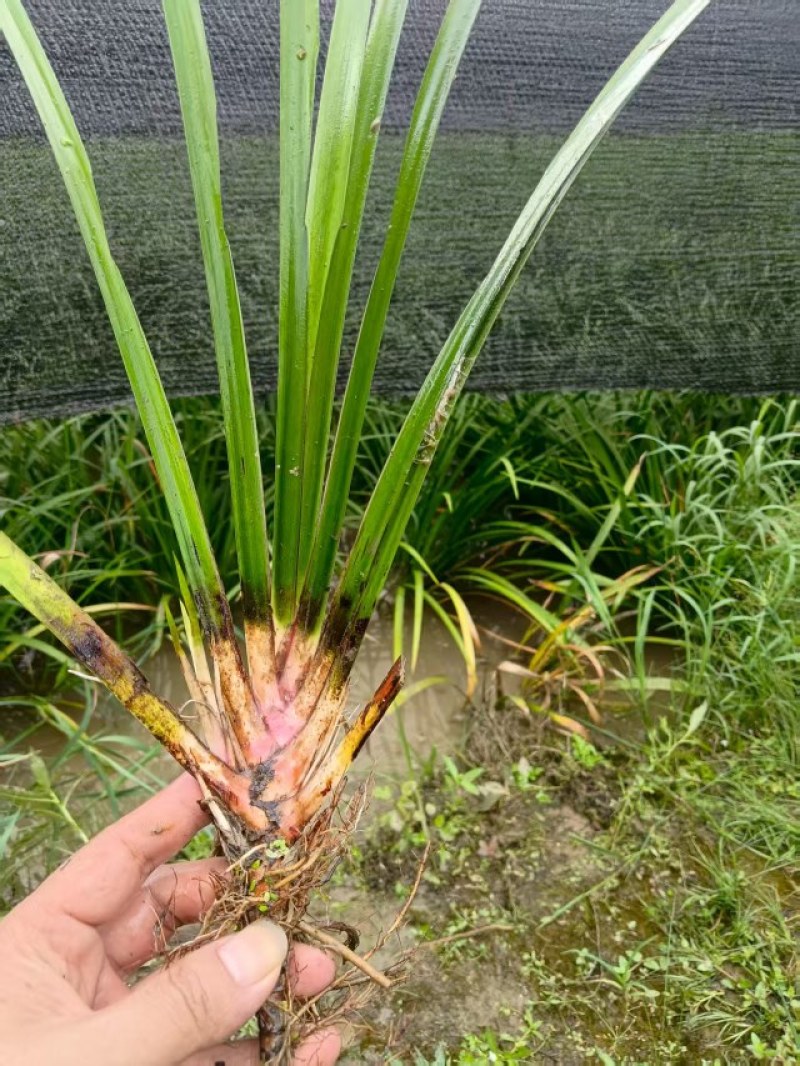红心石菖蒲苗