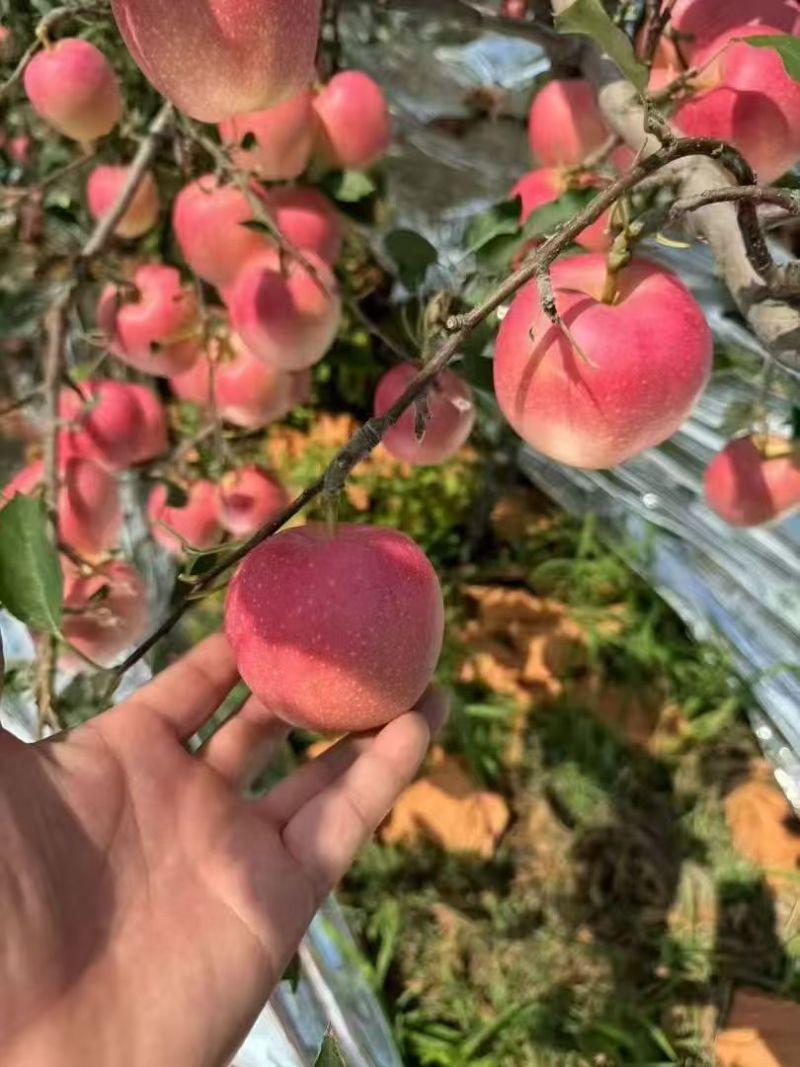 嘎啦苹果辽宁苹果产地直供对接全国无死角代办大量批发
