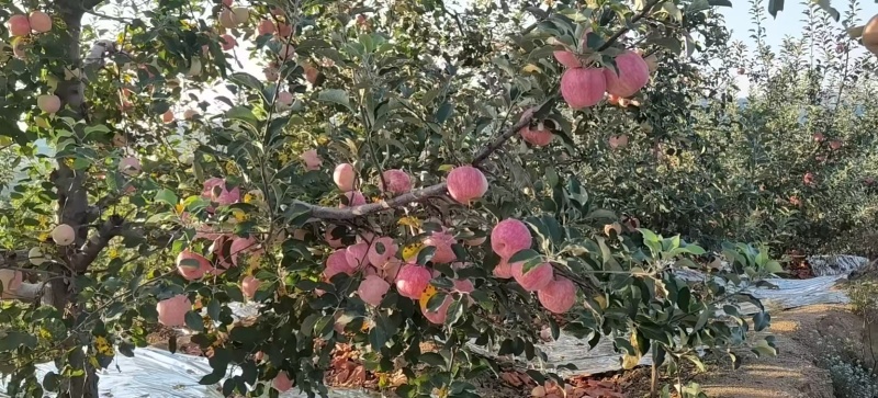 嘎啦苹果辽宁苹果产地直供对接全国无死角代办大量批发