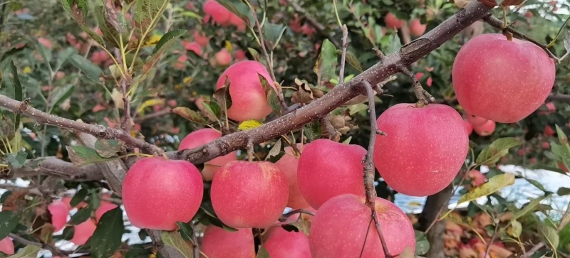 嘎啦苹果辽宁苹果产地直供对接全国无死角代办大量批发