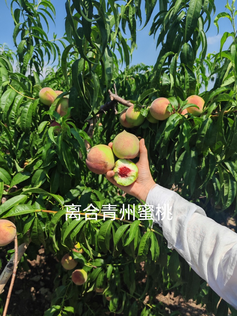 代办代发离核北京十四蜜桃青州蜜桃珍珠枣油桃电商零售批发