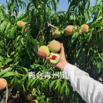 代办代发离核迎秋蜜桃青州蜜桃全红蜜桃电商零售批发