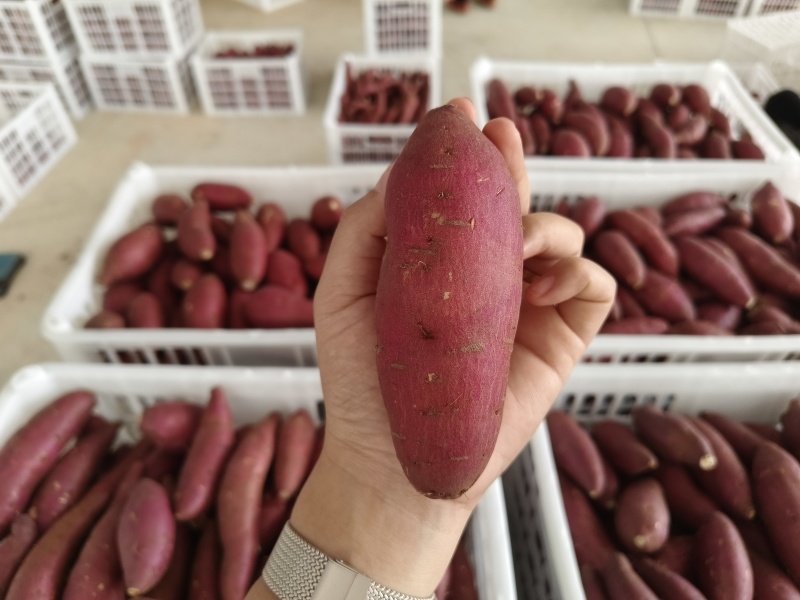 云南高原榴莲蜜薯，货源充足