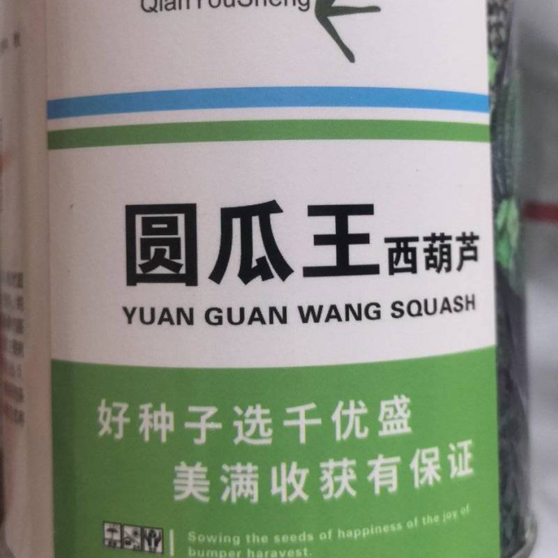 圆西葫芦种子圆瓜王亮绿色细花纹瓜码密亮度好抗病毒
