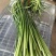 瓦房店白帽蒜苔产地直供可供商超餐饮酒店电商支持视频看货