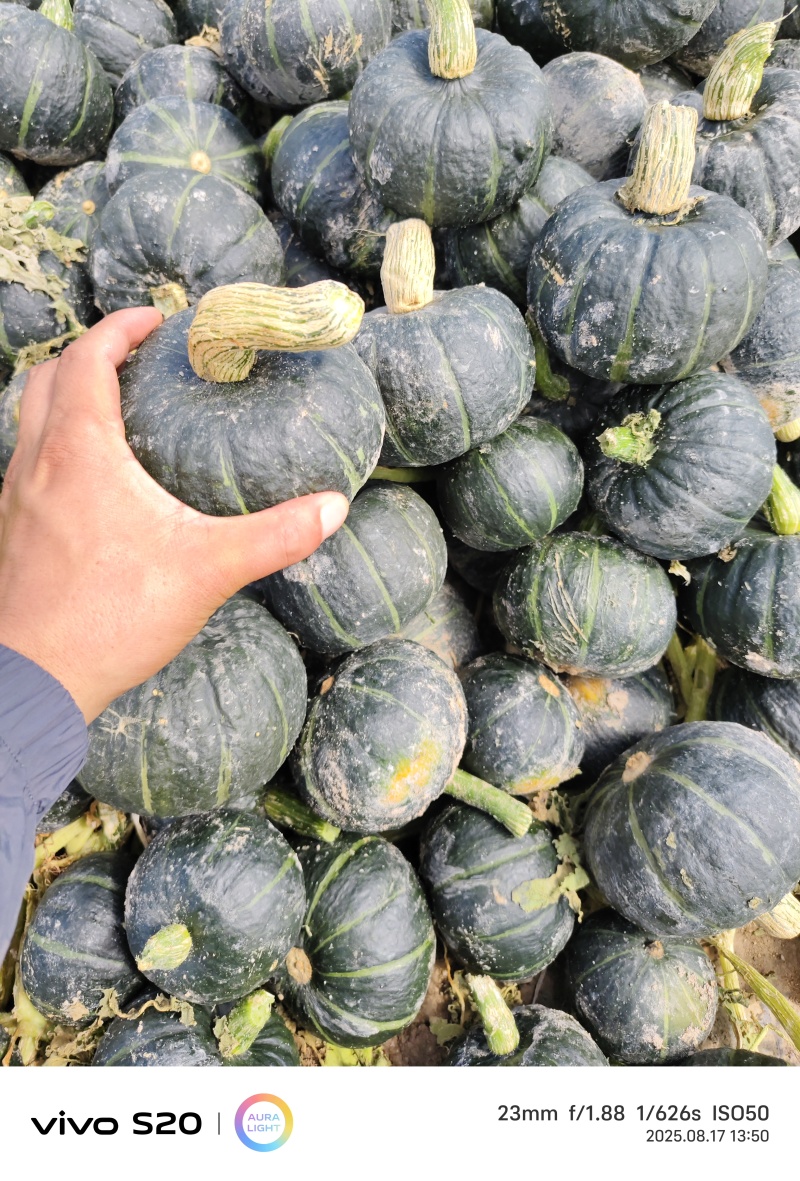 贝贝南瓜好货天天有，各种规格，各种质量