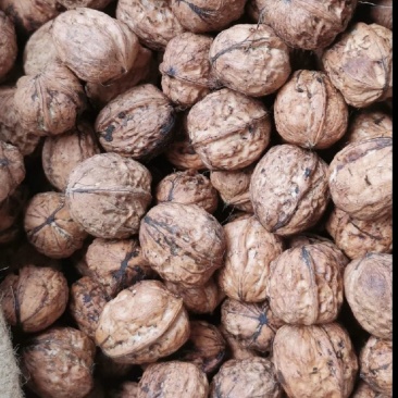 去青皮薄皮核桃