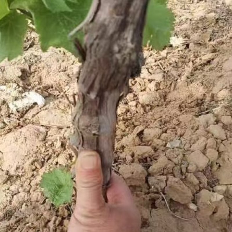 各种葡萄树阳光玫瑰葡萄树巨峰葡萄树夏黑葡萄树各类苗木