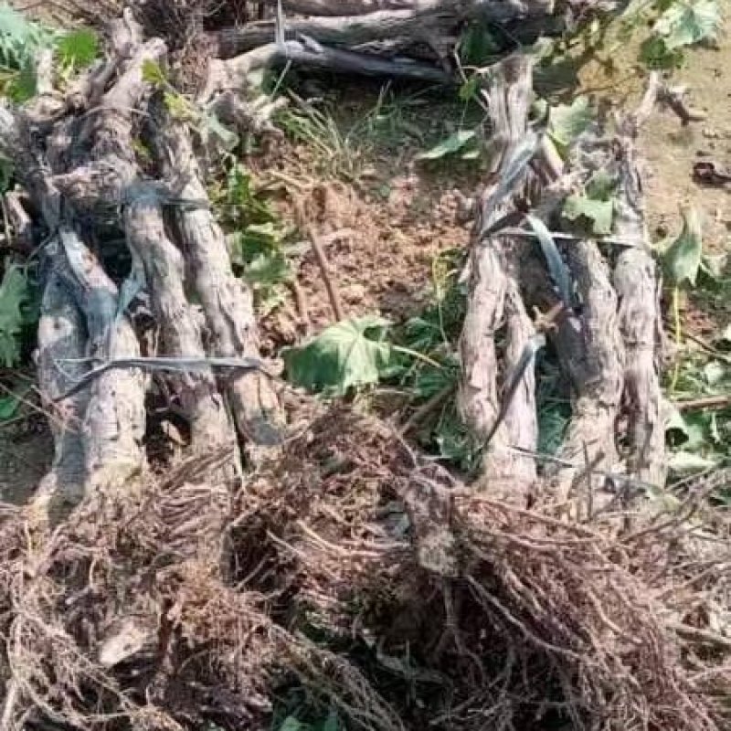各种葡萄树阳光玫瑰葡萄树巨峰葡萄树夏黑葡萄树各类苗木