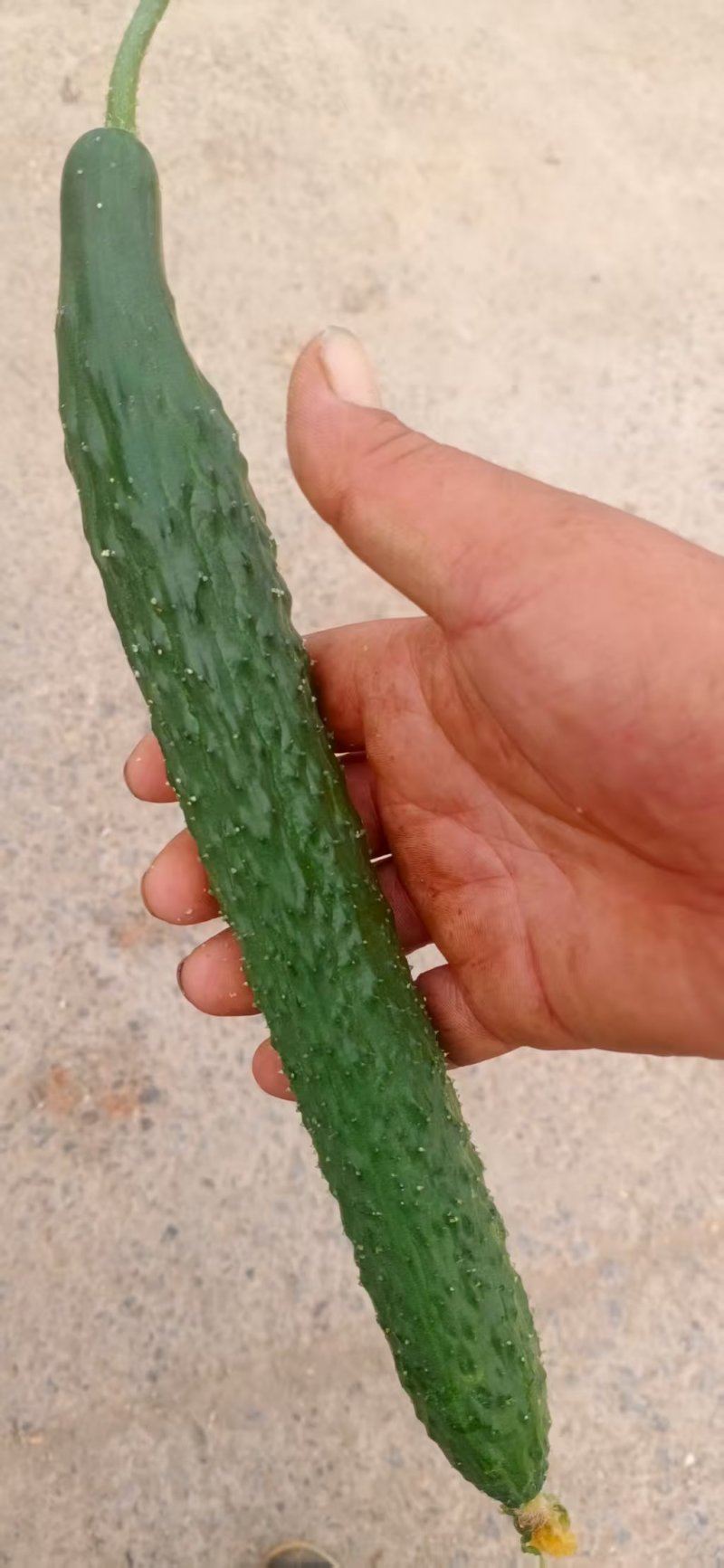 精品密刺黄瓜，产地直发，品质保证，提供一条龙服务，欢迎来