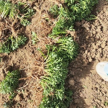 高钙菜苗救心菜（三七）一年新苗