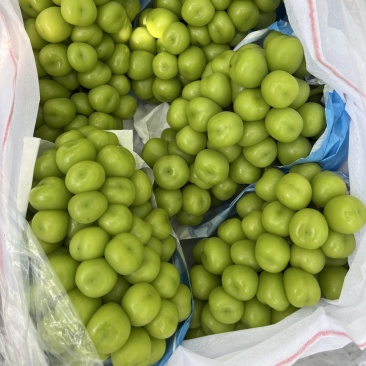 陕西阳光玫瑰