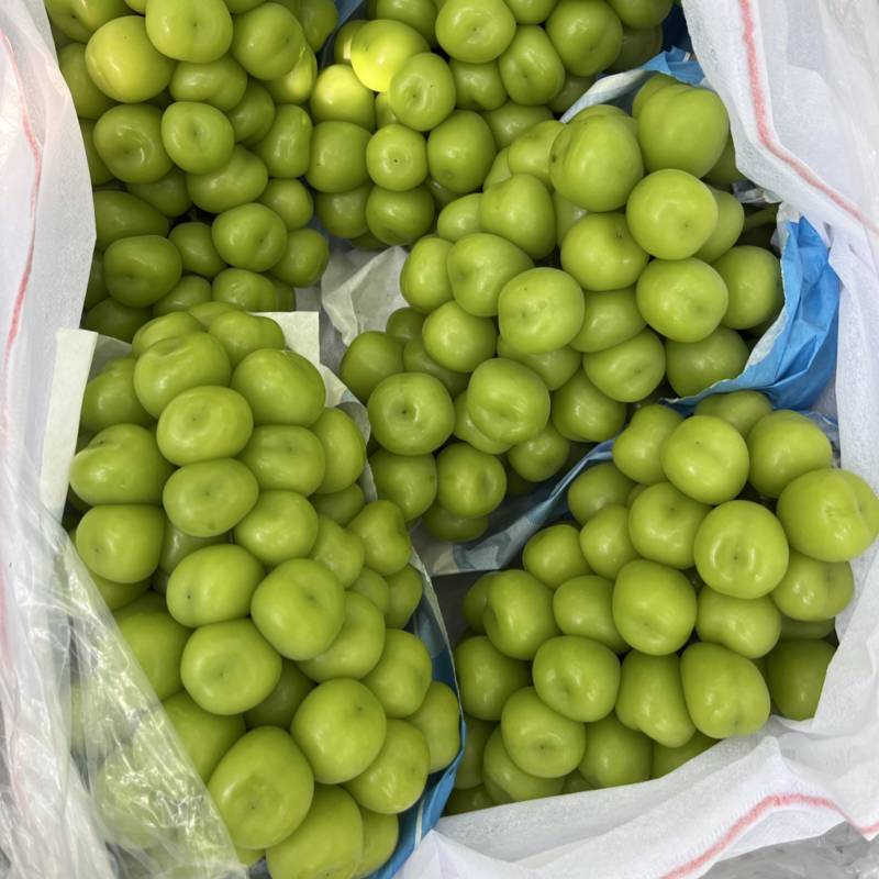 陕西阳光玫瑰