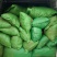 高钙菜苗救心菜（三七）一年新苗