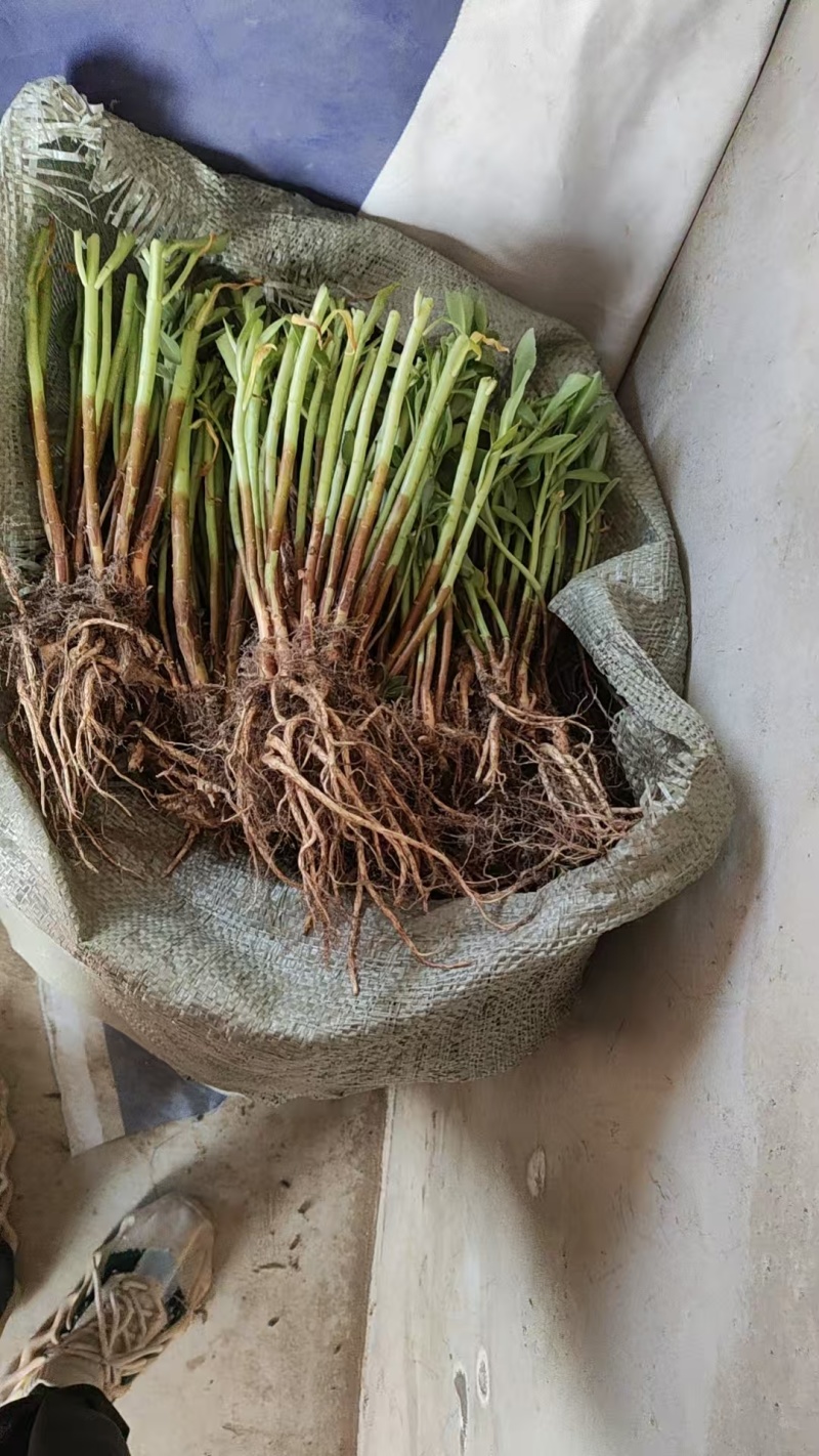 高钙菜苗救心菜（三七）一年新苗