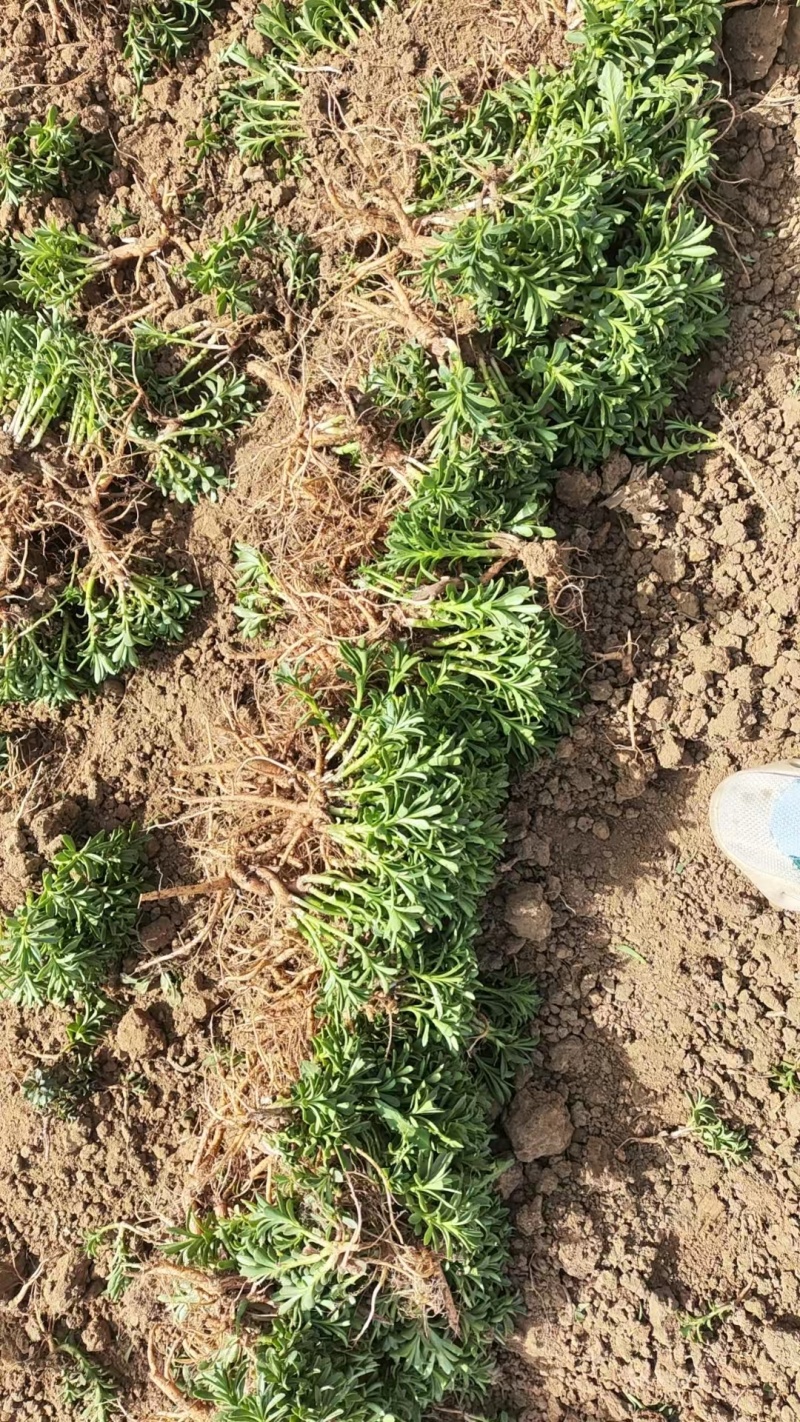 高钙菜苗救心菜（三七）一年新苗