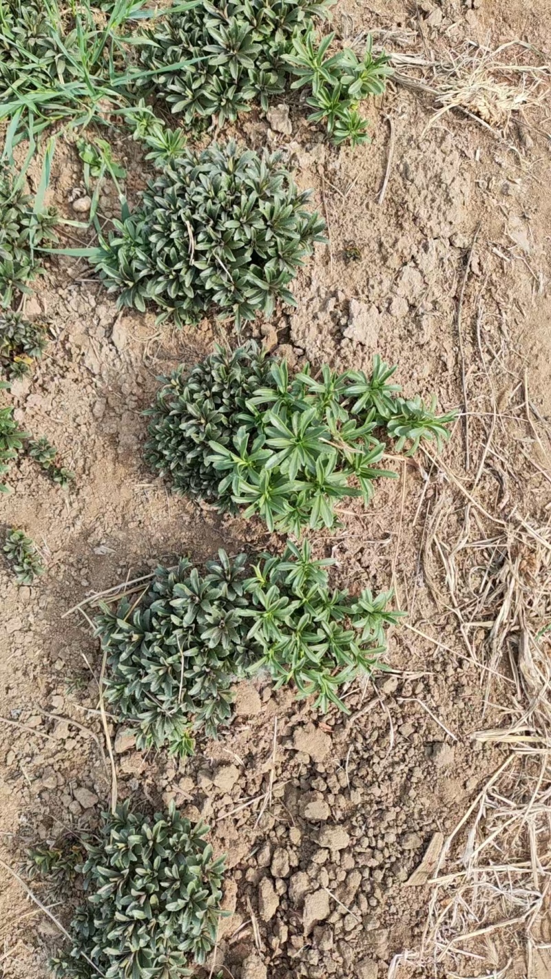 高钙菜苗救心菜（三七）一年新苗