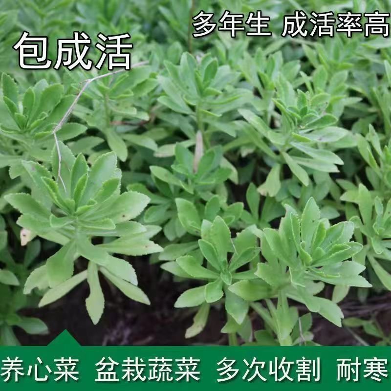 高钙菜苗救心菜（三七）一年新苗