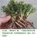 高钙菜苗救心菜（三七）一年新苗