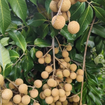 桂圆