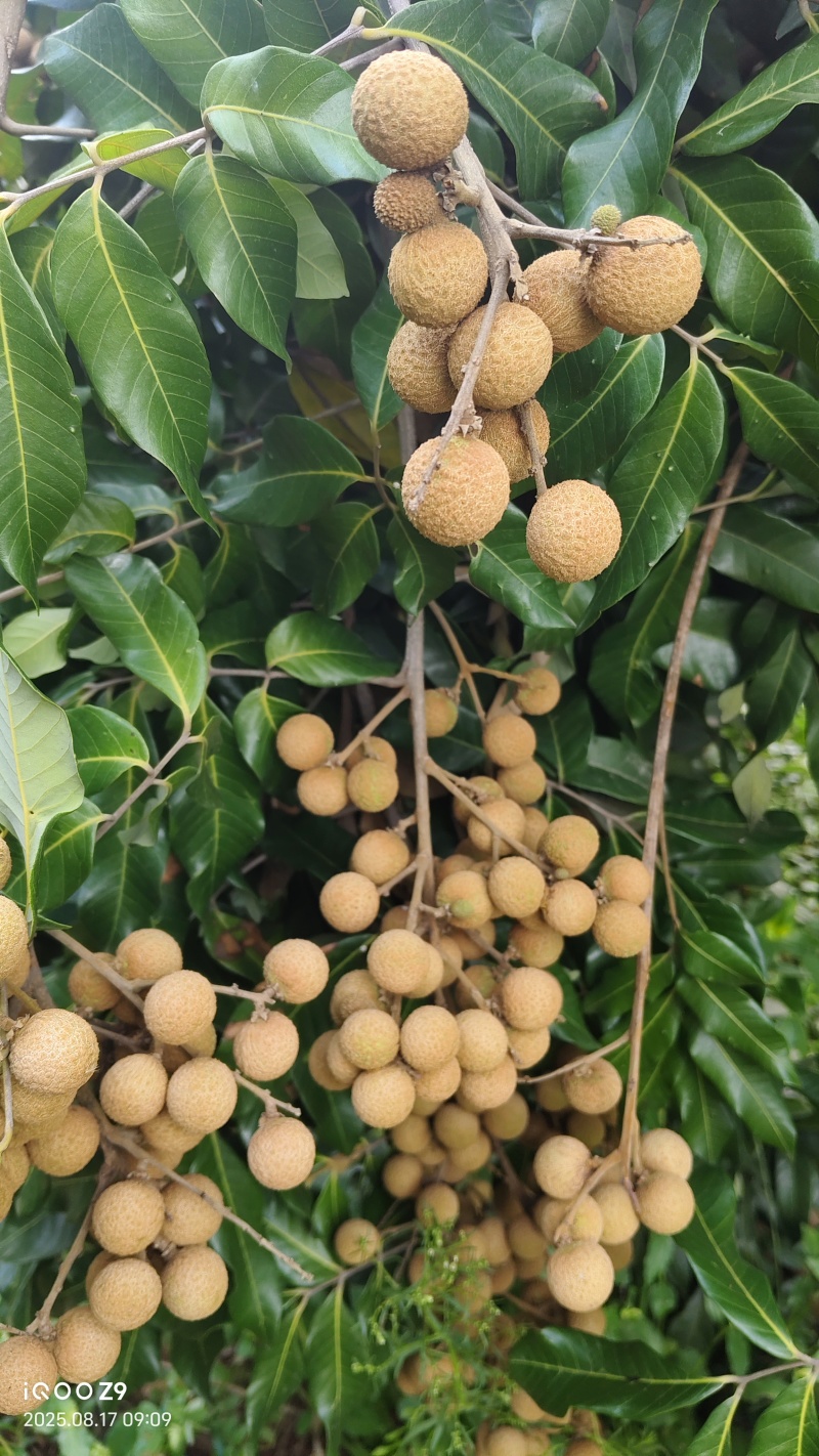 桂圆
