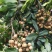 桂圆