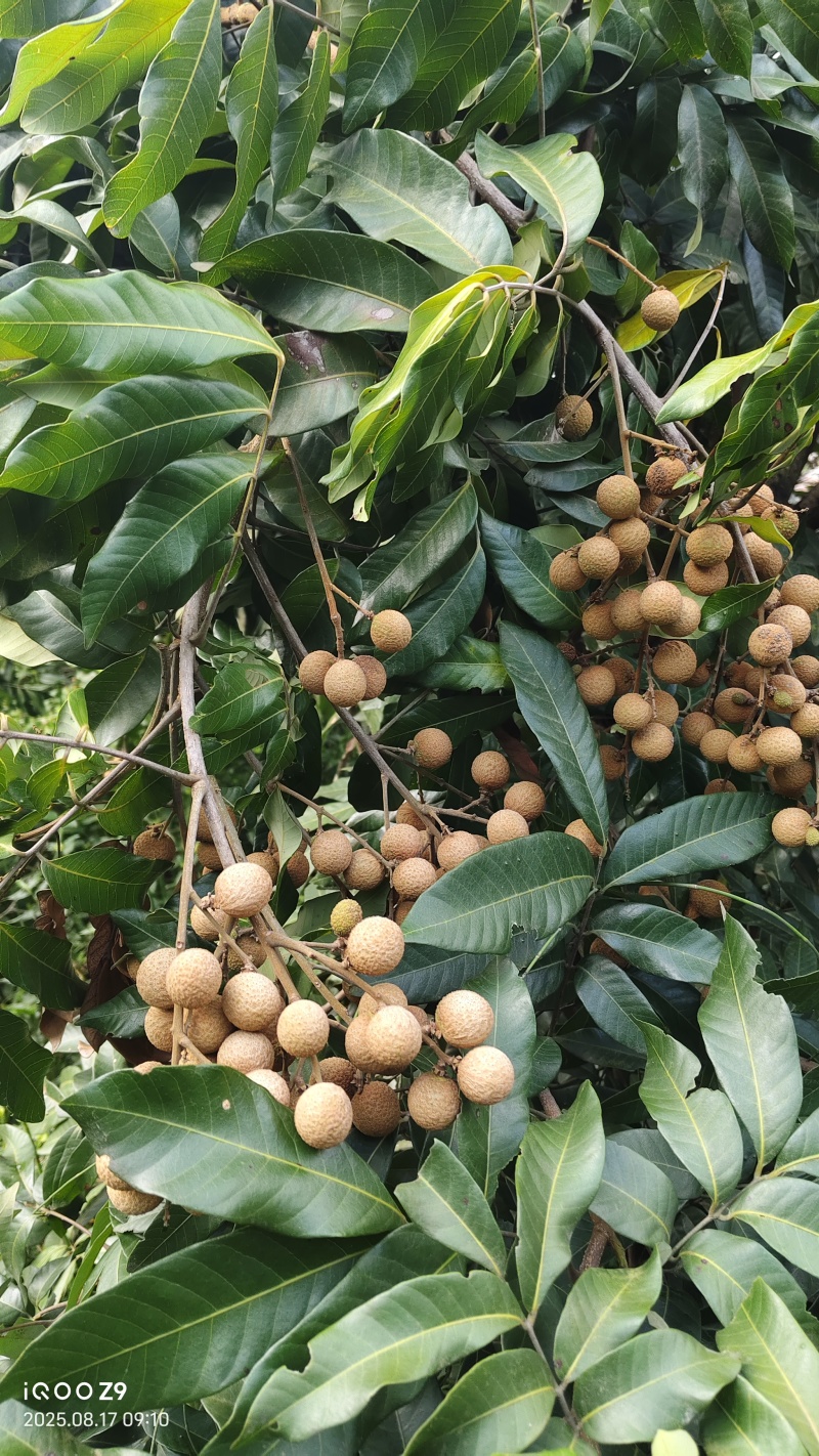 桂圆