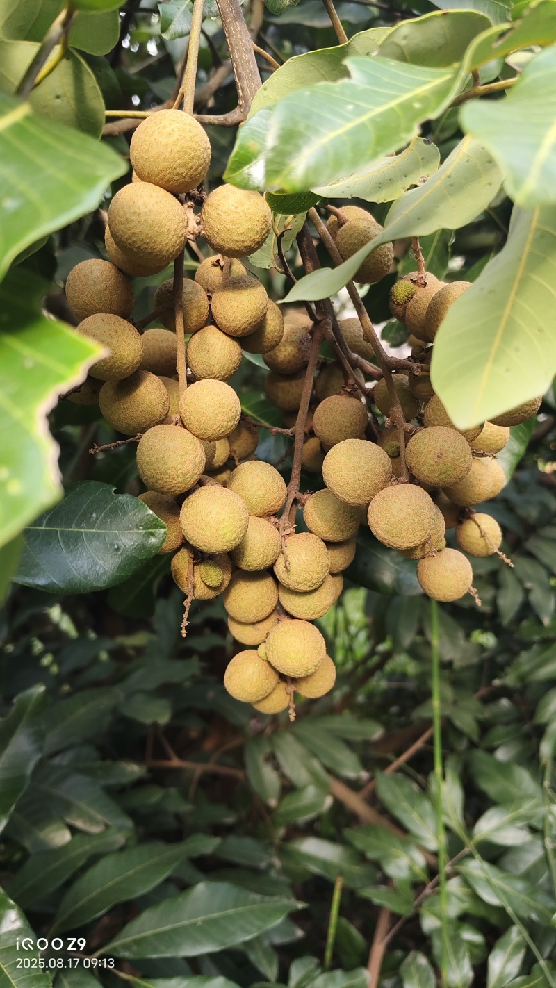 桂圆