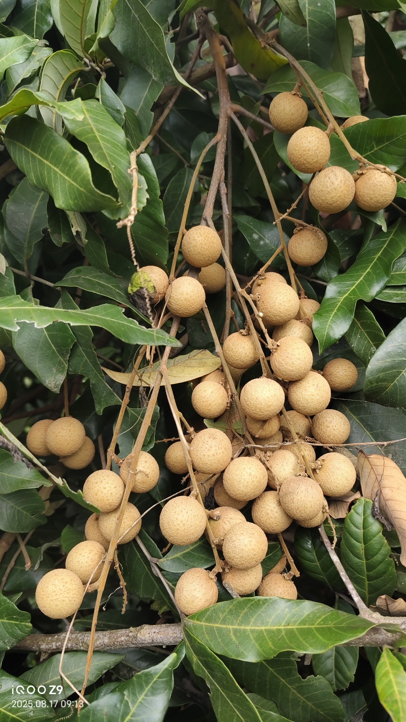 桂圆