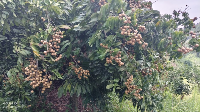 桂圆