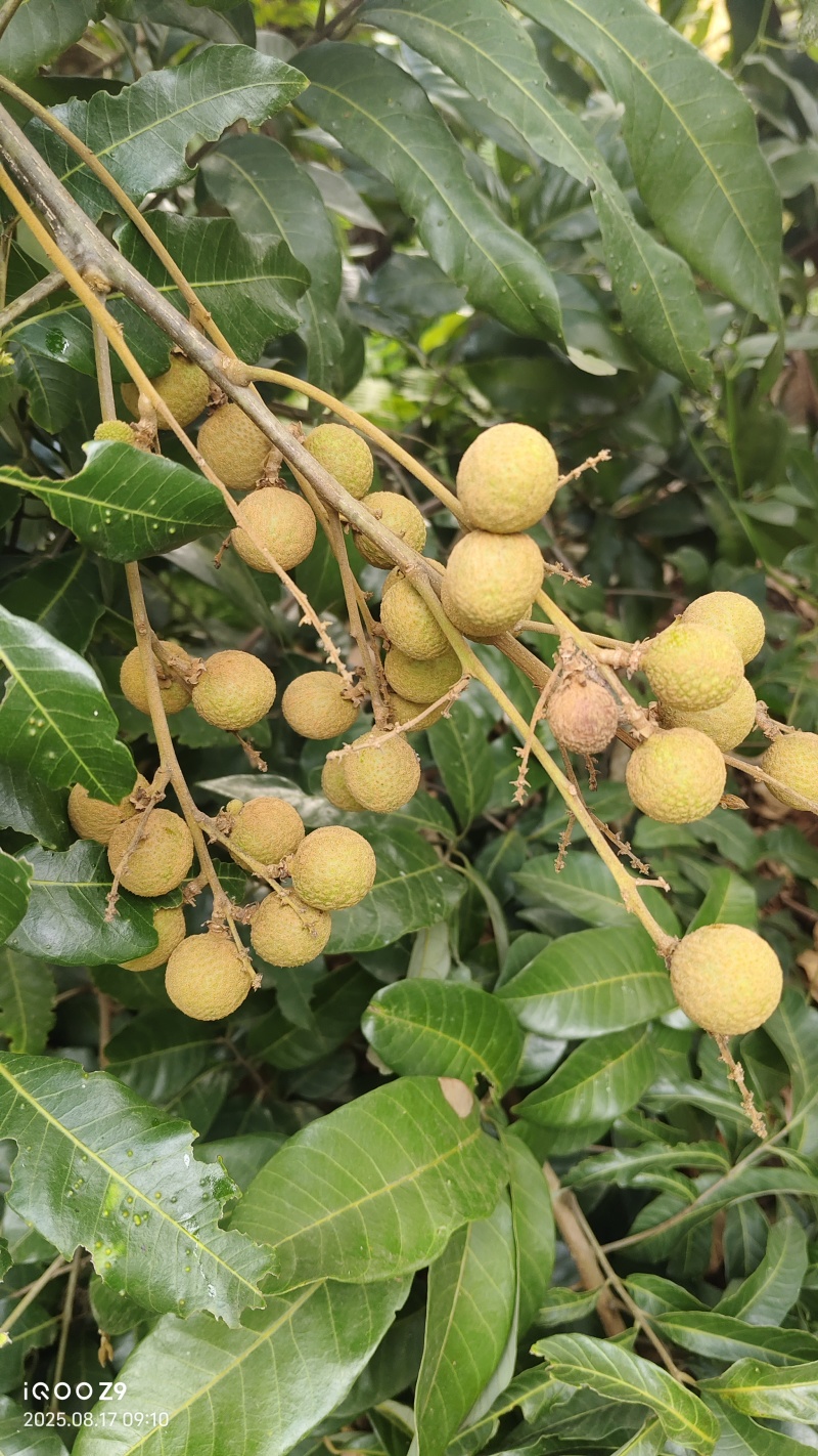 桂圆