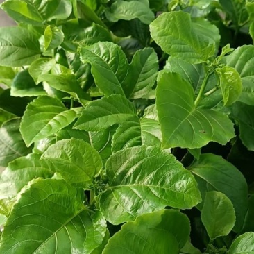 钦蜜百香果嫁接苗批发基地