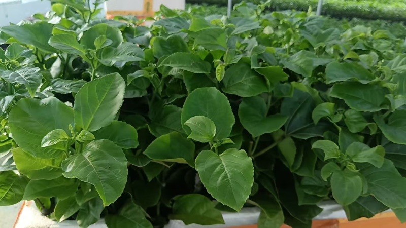 钦蜜百香果嫁接苗批发基地