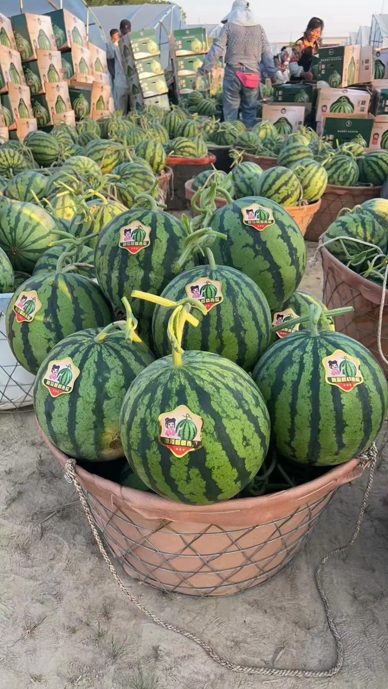 麒麟美嘟