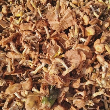 鲜榛蘑，价格详谈