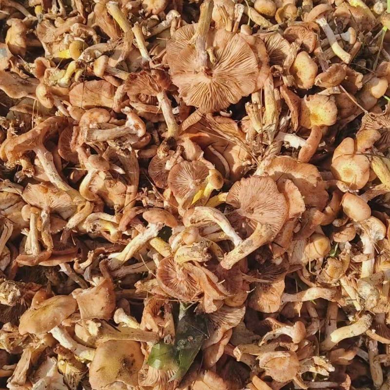 鲜榛蘑，价格详谈