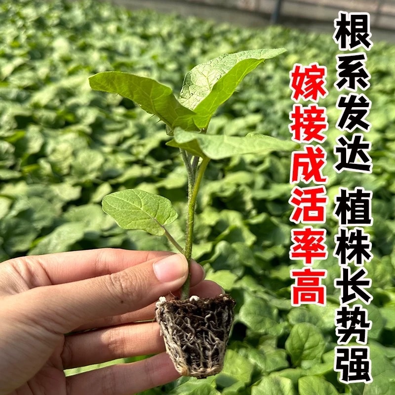 托鲁巴姆嫁接茄子砧木野生茄子苗