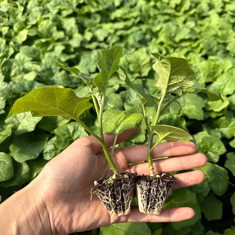 托鲁巴姆嫁接茄子砧木野生茄子苗