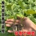 托鲁巴姆嫁接茄子砧木野生茄子苗