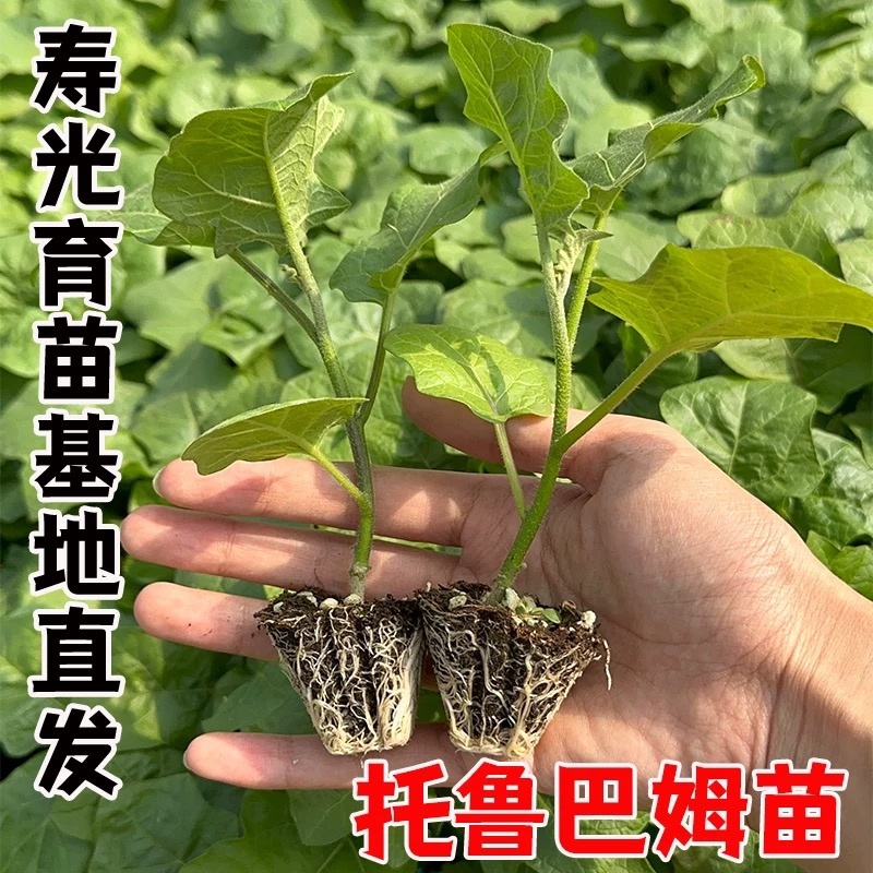 托鲁巴姆嫁接茄子砧木野生茄子苗