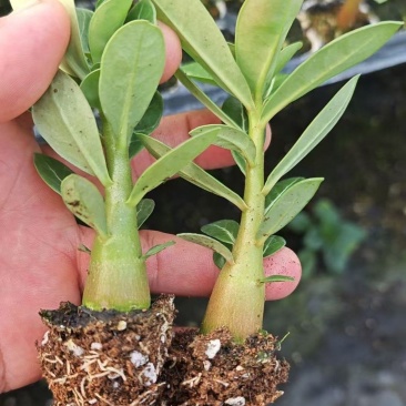 沙漠梅槐苗有量批发