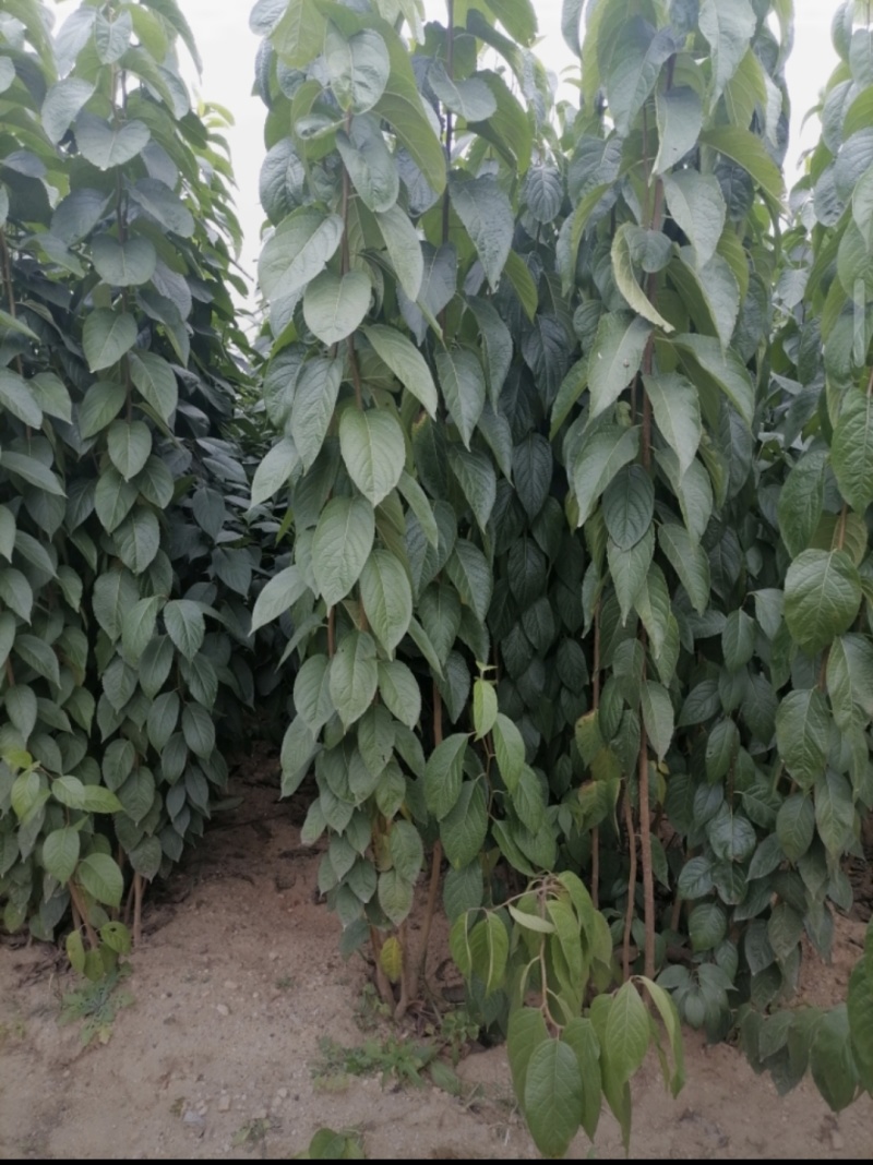 杜仲苗木本中药材南北方均适宜栽植包技术包邮