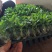 沙漠梅槐苗有量批发