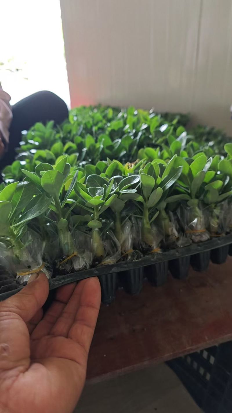 沙漠梅槐苗有量批发